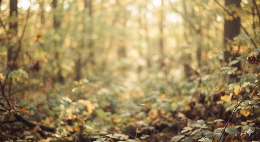 Peisaj natural cu padure - imagine decorativa pentru servicii funerare